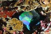 Chlorurus bleekeri Perroquet joue blanche-Tomia Hondue Slope-7m-20180525-Denis-ADER-DSC_0704_tn